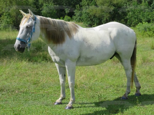 Animals Horses White Horse Trees Edible Cake Topper Image ABPID22135 Online Sale